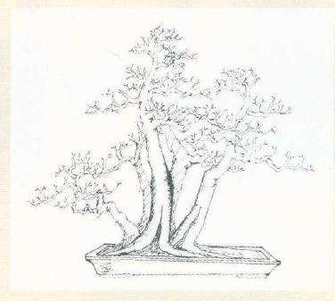 图解 郭永辉设计多干丛林山楂盆景的方法