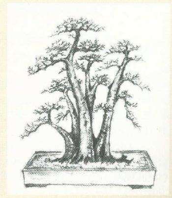 图解 陈华强设计多干丛林山楂盆景的方法