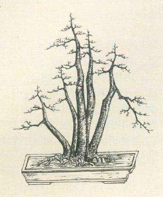 图解 陈虎设计多干丛林山楂盆景的方法