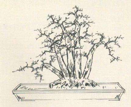 图解 曾宪烨设计多干丛林山楂盆景的方法