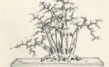 图解 曾宪烨设计多干丛林山楂盆景的方法