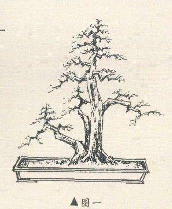 图解 龚平设计多干丛林山楂盆景的2个图片