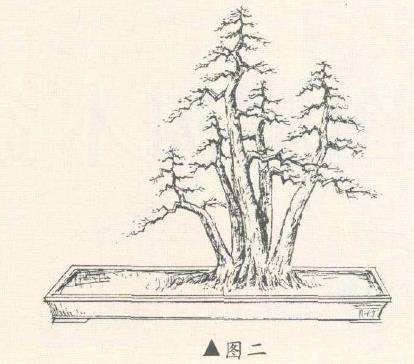 图解 龚平设计多干丛林山楂盆景的2个图片