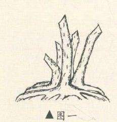 图解 陈培琦设计多干丛林山楂盆景的2个图片