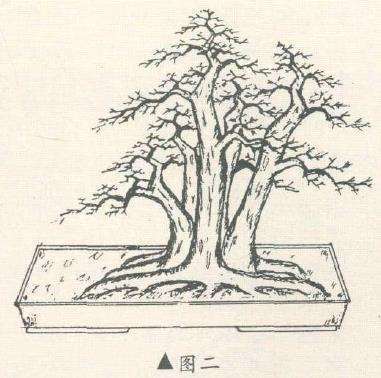 图解 陈培琦设计多干丛林山楂盆景的2个图片