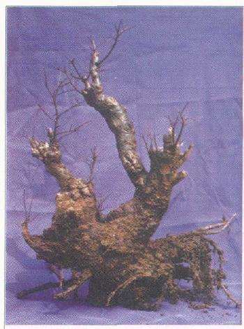 图解 边宁怎么设计多干盆景的2个方法