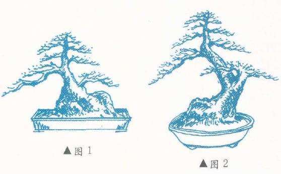 图解 龚平设计双干盆景的2个步骤