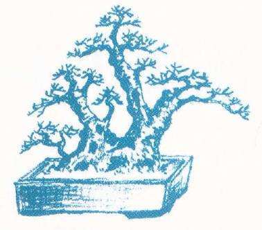 图解 陈华强怎么设计双干盆景的方法