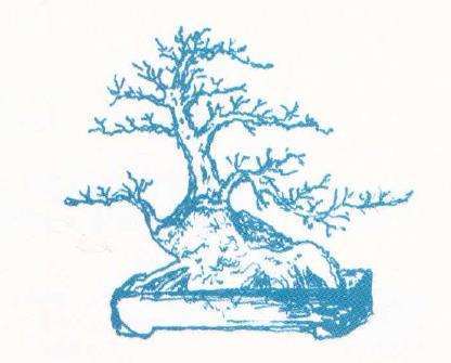 图解 夏著华怎么设计双干盆景的方法