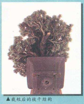 图解 实技中怎么感悟盆景改作的技巧 中