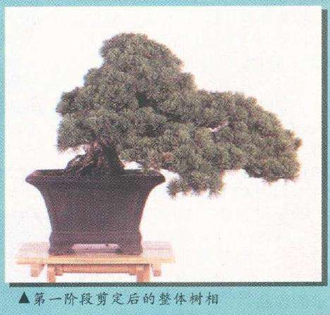 图解 实技中怎么感悟盆景改作的技巧 中