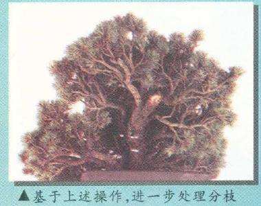 图解 实技中怎么感悟盆景改作的技巧 中