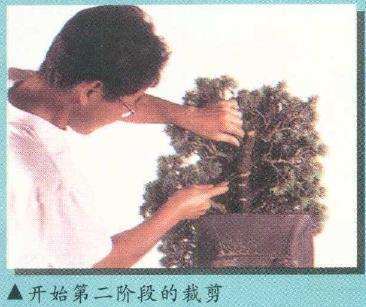 图解 实技中怎么感悟盆景改作的技巧 中