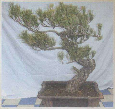 图解 黑松盆景怎么改作的9个步骤