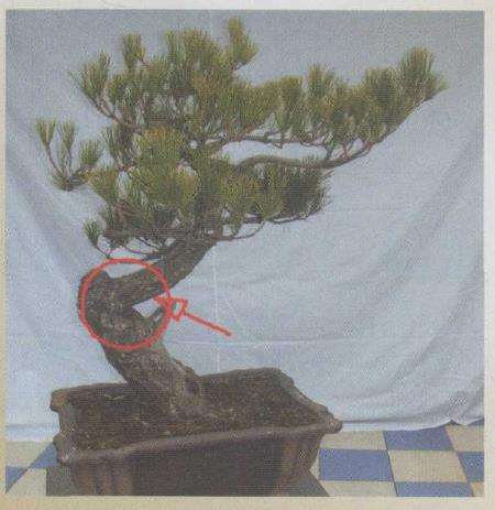 图解 黑松盆景怎么改作的9个步骤