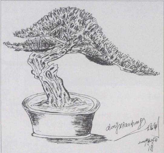 图解 黑松盆景怎么改作的9个步骤