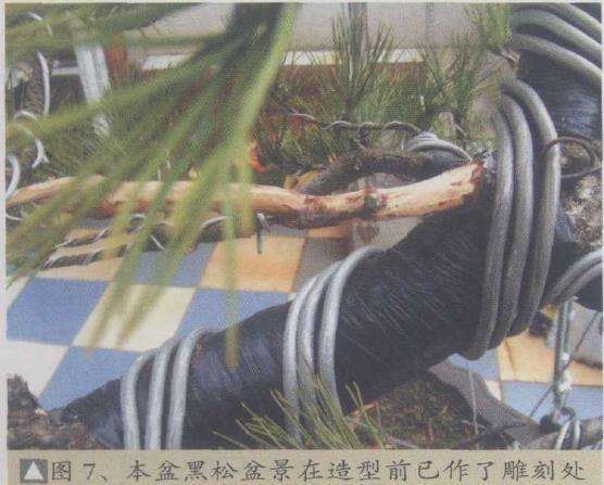 图解 黑松盆景怎么改作的9个步骤