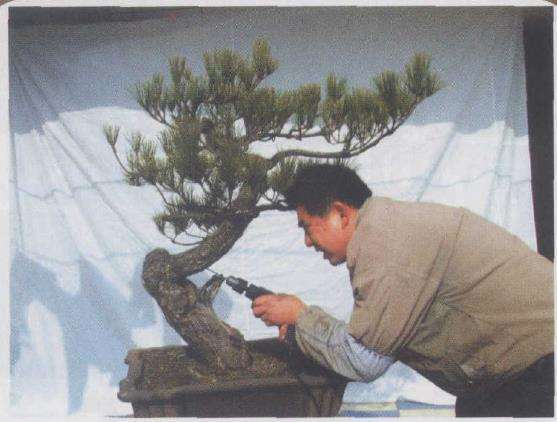 图解 黑松盆景怎么改作的9个步骤