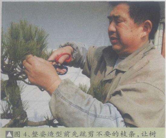 图解 黑松盆景怎么改作的9个步骤