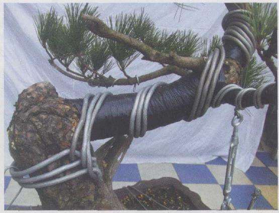 图解 黑松盆景怎么改作的9个步骤