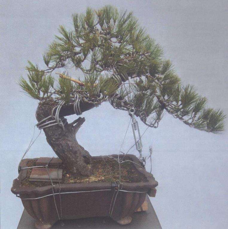 图解 黑松盆景怎么改作的9个步骤