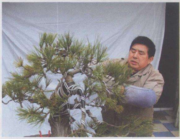 图解 黑松盆景怎么改作的9个步骤