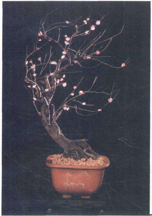 古桩盆景梅取材与苍古化探讨