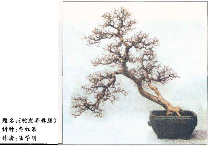 看到陆学明先生的盆景作品《配颜弄舞腰》