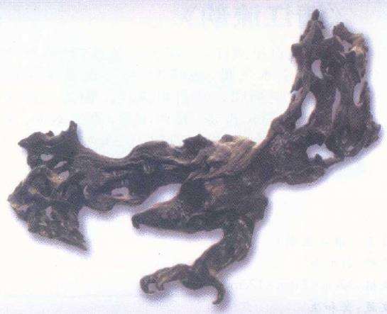 为什么水里樟是制作根艺的良好原材