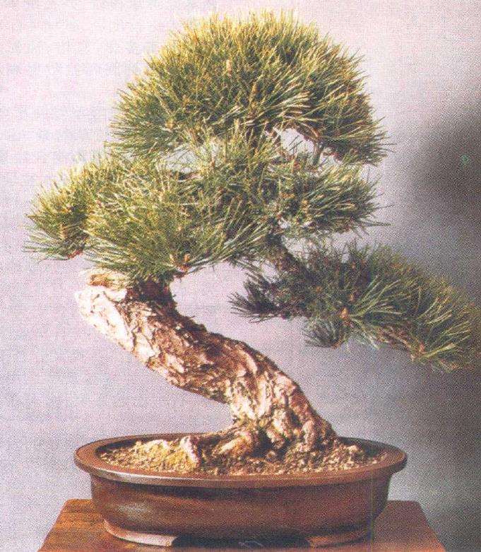 中国盆景与国际盆栽的3个主要区别