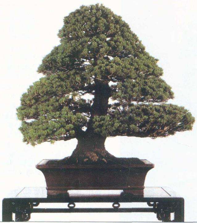 中国盆景的3个风格和特点