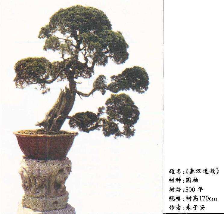 让国际盆景界理解中国盆景的丰富内涵