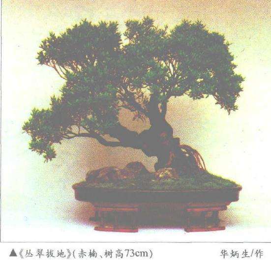 赤楠盆景怎么上盆造型的3个步骤