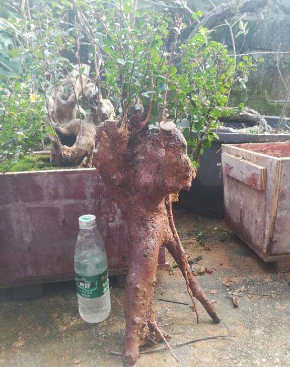 赤楠树桩盆景怎么养护管理的5个方法