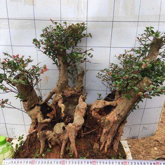 赤楠盆景怎么浇水施肥的5个方法