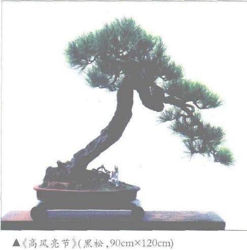 上海盆景协会常务理事 邵海忠