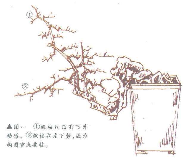 图解 倒挂抬头式悬崖盆景怎么造型设计