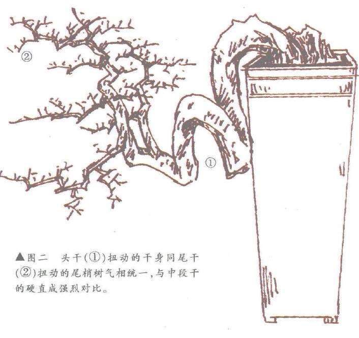 图解 倒挂抬头式悬崖盆景怎么造型设计