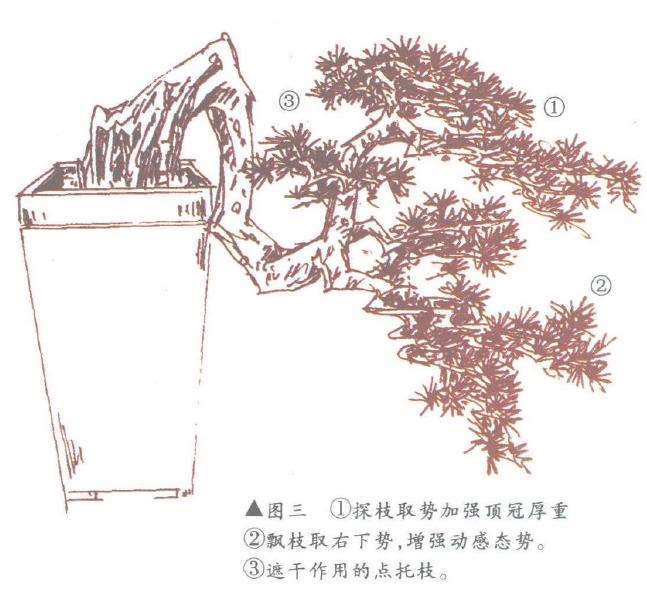 图解 倒挂抬头式悬崖盆景怎么造型设计