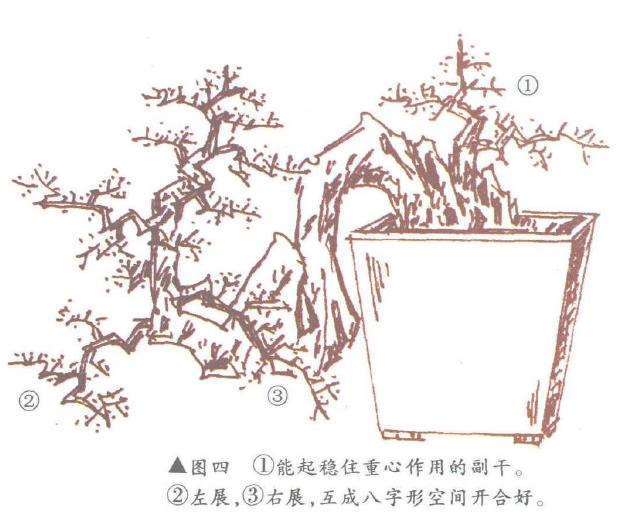 图解 倒挂抬头式悬崖盆景怎么造型设计