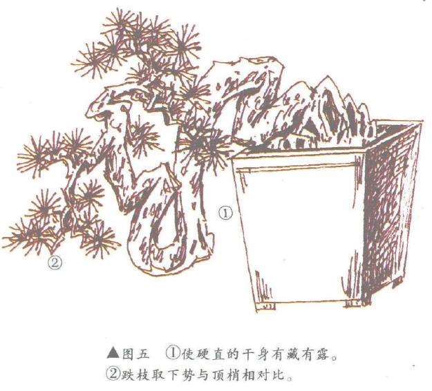 图解 倒挂抬头式悬崖盆景怎么造型设计