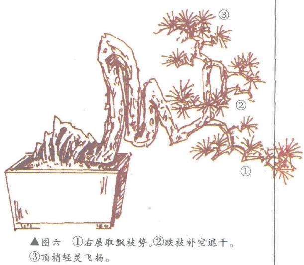 图解 倒挂抬头式悬崖盆景怎么造型设计