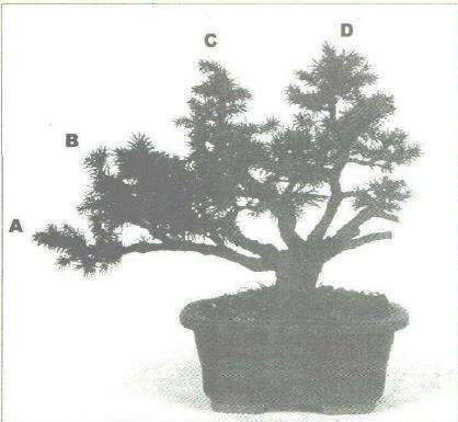 图解 雷宁怎么设计丛林式虾夷松盆景的2个方法