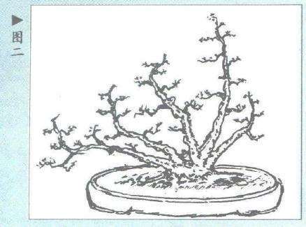 图解 雷宁怎么设计丛林式虾夷松盆景的2个方法