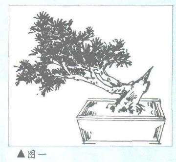 图解 曾宪烨怎么设计丛林式虾夷松盆景的2个方法