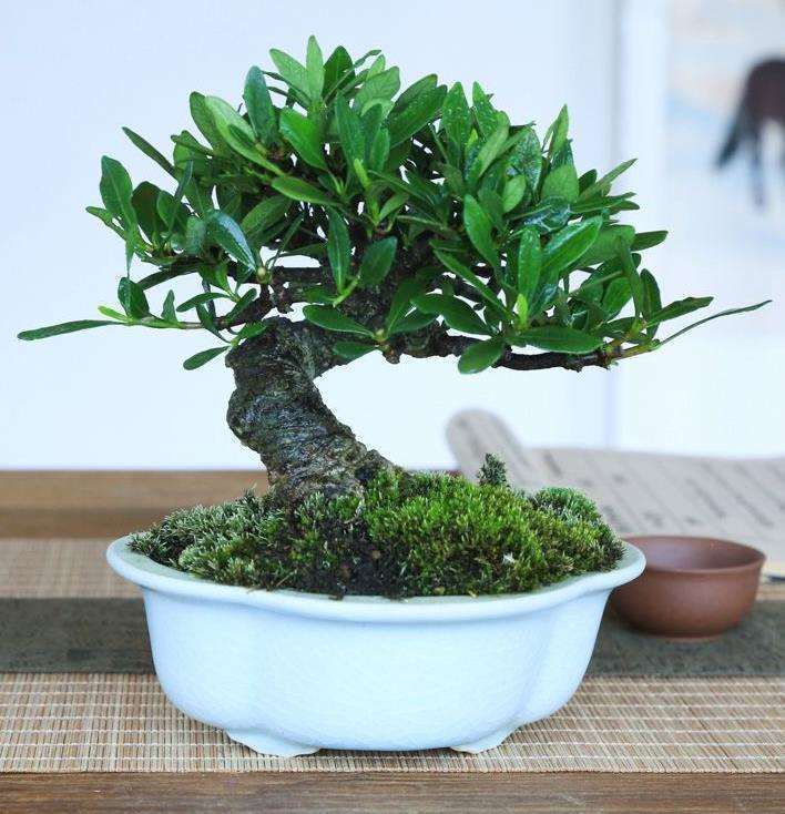 阳台封闭后能否养盆景吗