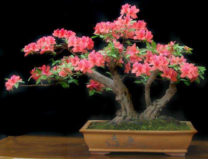 映山红盆景和杜鹃是否是同一种类