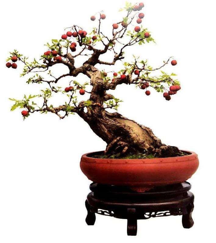 为什么培植山楂盆景越冬死亡