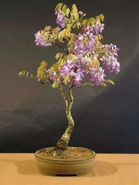 紫藤盆景树皮受伤应如何处理