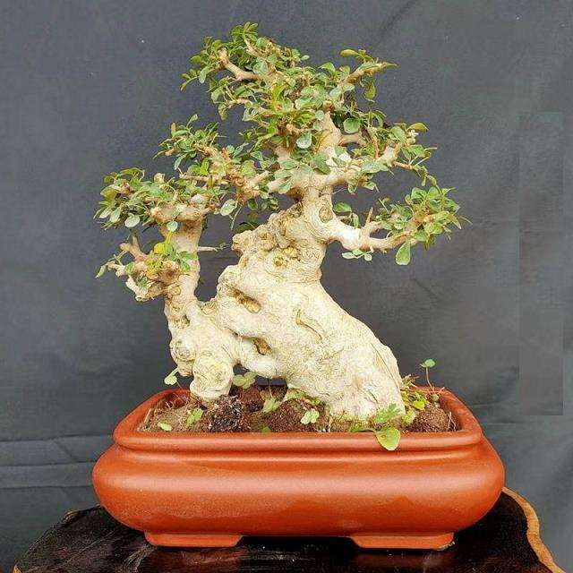 对节白蜡盆景在严冬 盛夏经常死去的4个原因